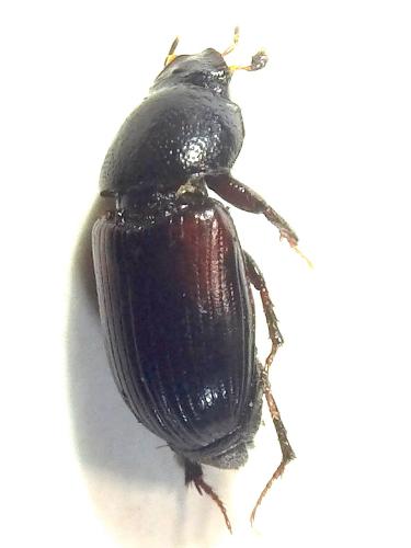 Réf. 237 547 : Nialus varians